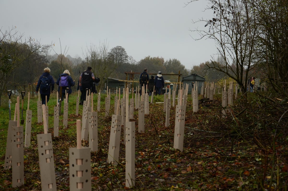 An image of freshly planted trees at the edge of a field